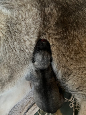 CHIOT 1