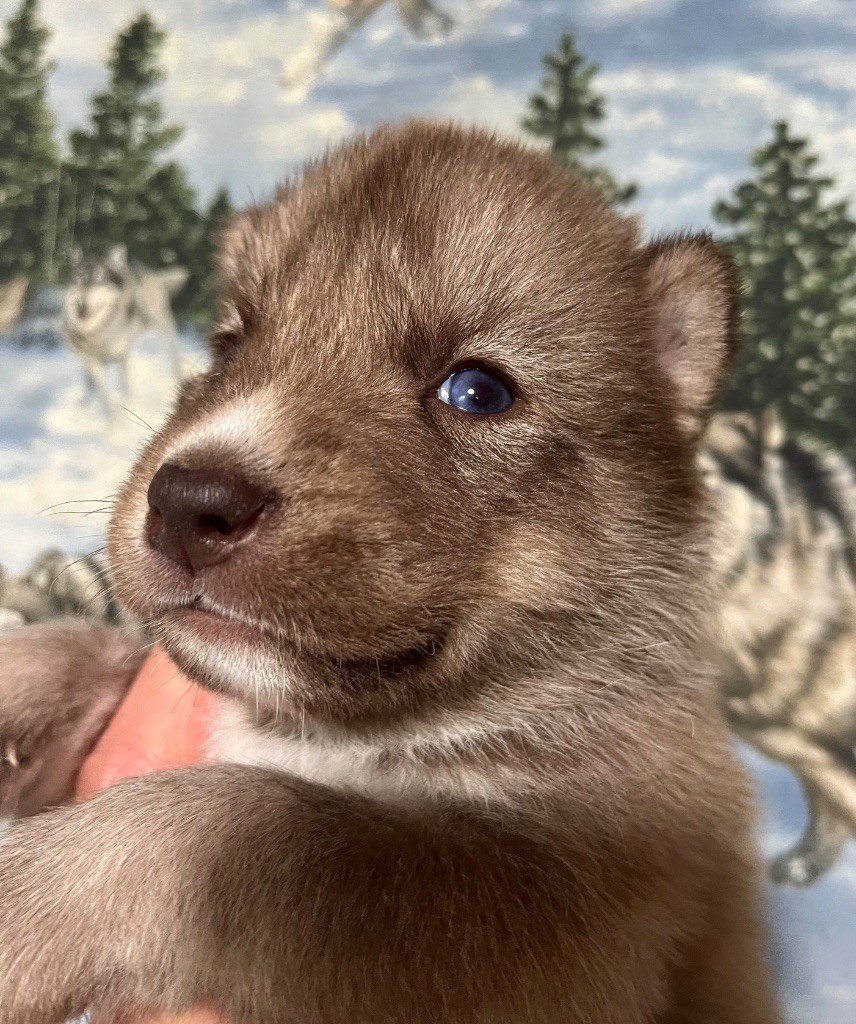 De La Fleur De Lys De La Ternoise - Chiots disponibles - Siberian Husky