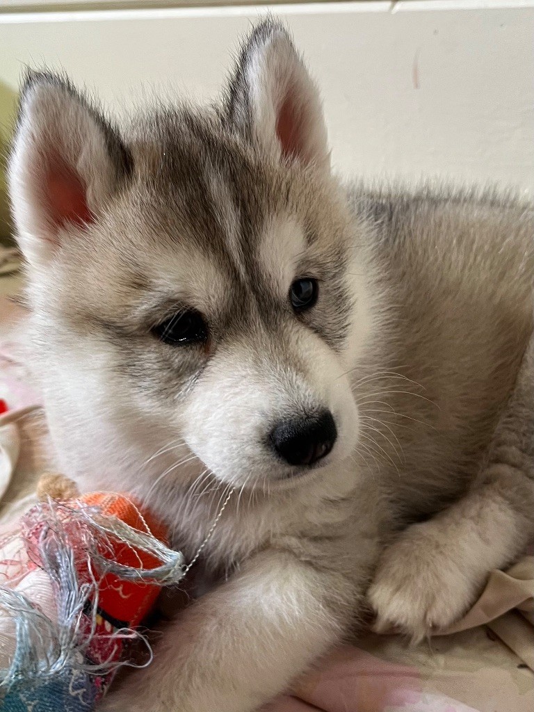 De La Fleur De Lys De La Ternoise - Chiots disponibles - Siberian Husky