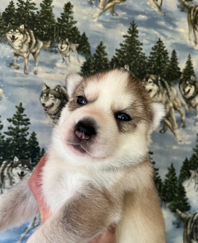 De La Fleur De Lys De La Ternoise - Chiots disponibles - Siberian Husky