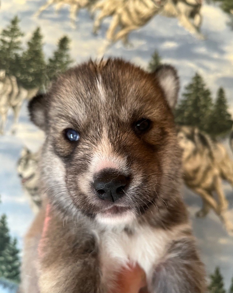 De La Fleur De Lys De La Ternoise - Chiots disponibles - Siberian Husky