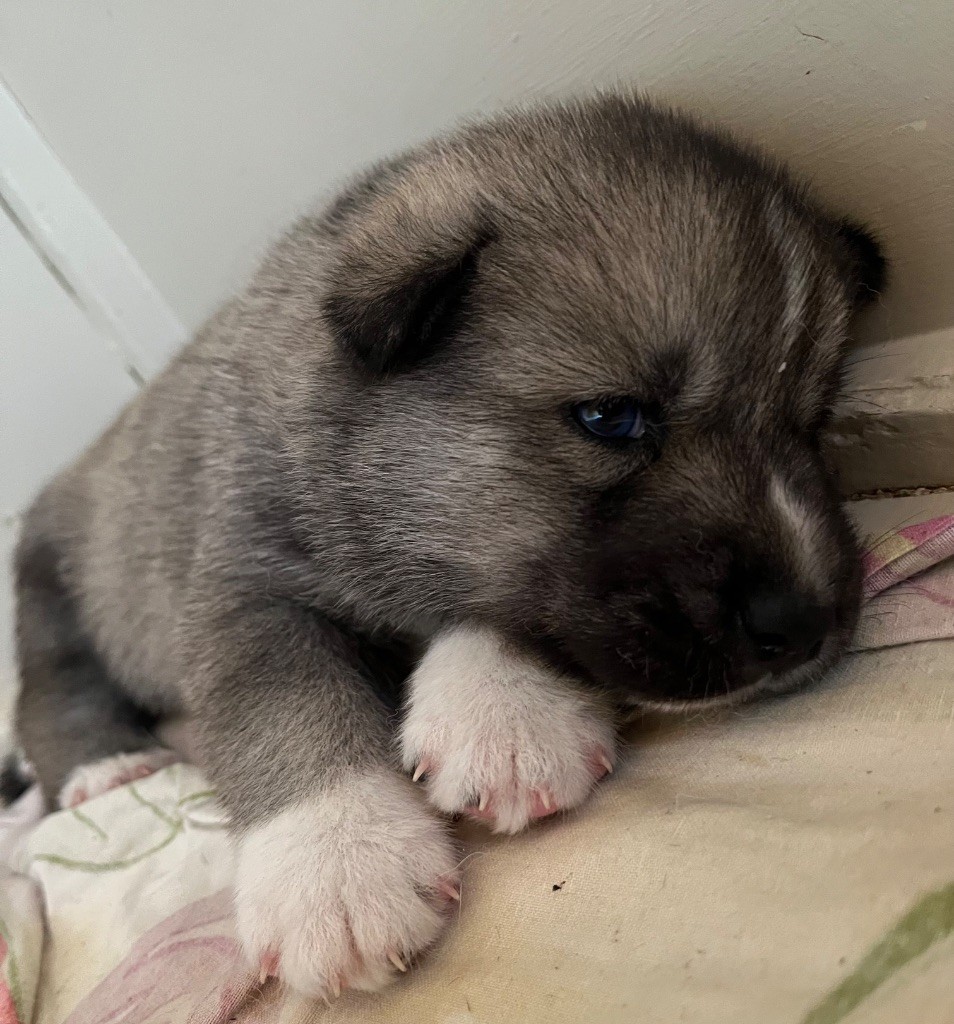 De La Fleur De Lys De La Ternoise - Chiots disponibles - Siberian Husky