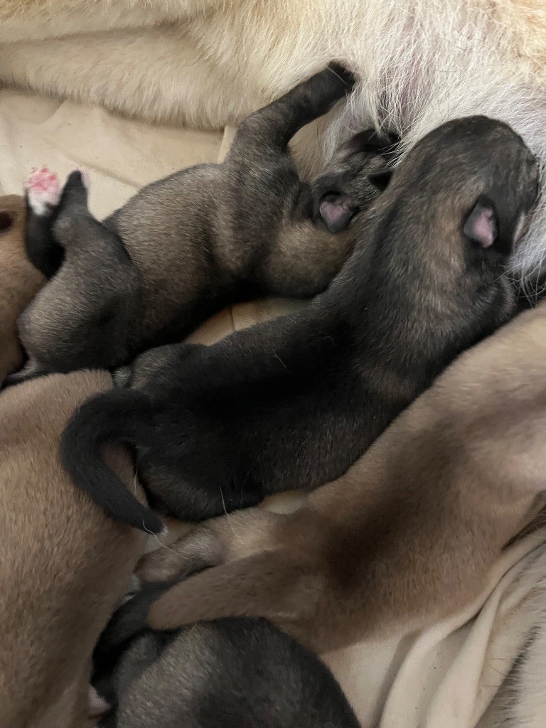 De La Fleur De Lys De La Ternoise - Chiots disponibles - Siberian Husky