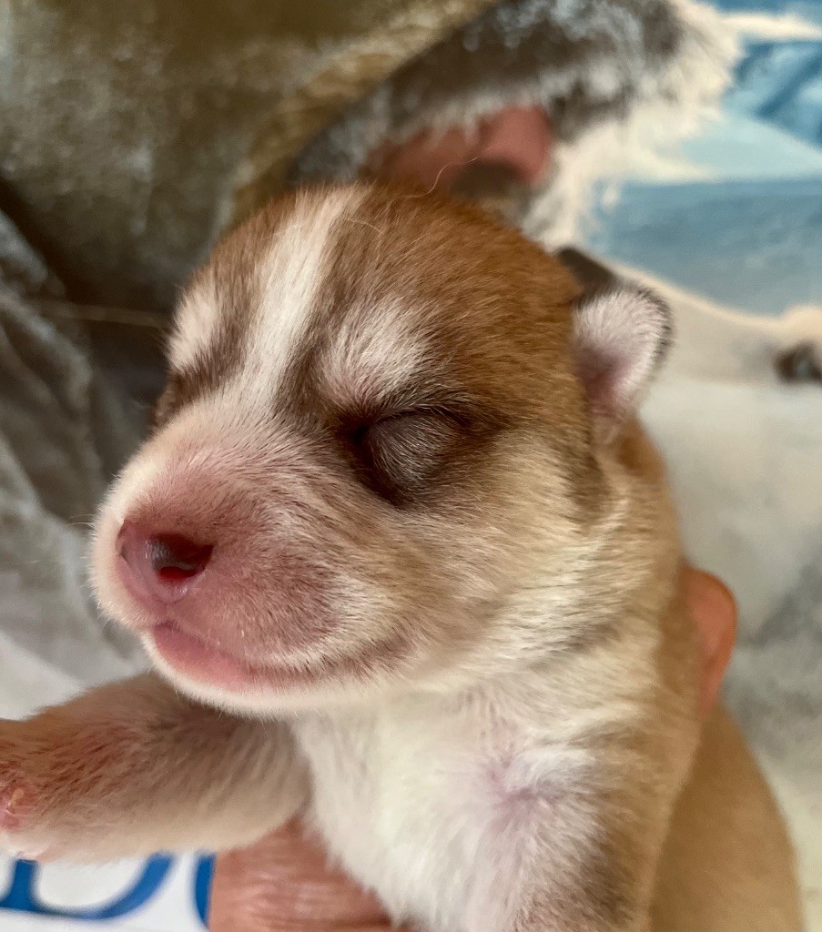 De La Fleur De Lys De La Ternoise - Chiots disponibles - Siberian Husky