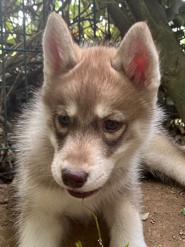 De La Fleur De Lys De La Ternoise - Chiots disponibles - Siberian Husky