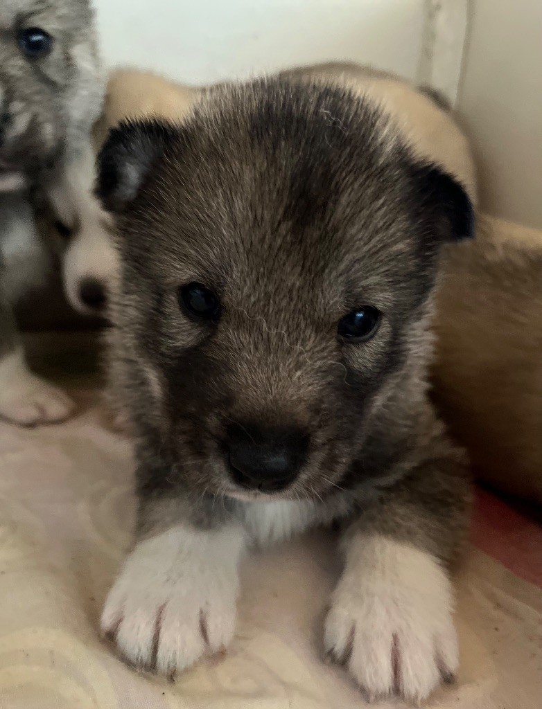De La Fleur De Lys De La Ternoise - Chiots disponibles - Siberian Husky