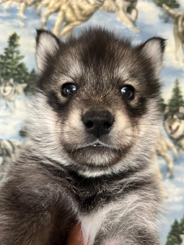 De La Fleur De Lys De La Ternoise - Chiots disponibles - Siberian Husky