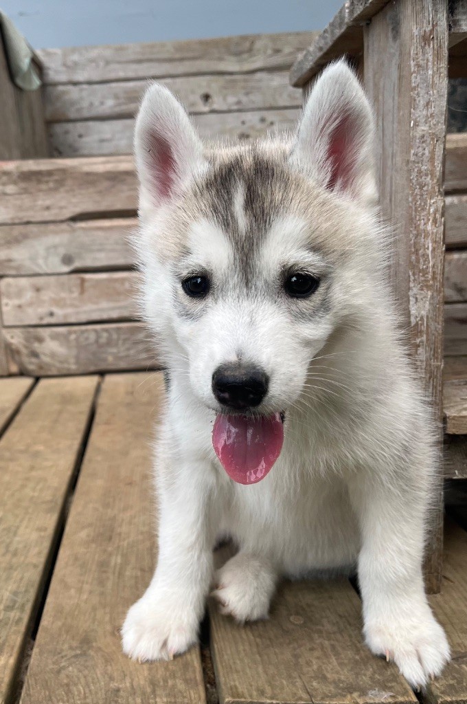 De La Fleur De Lys De La Ternoise - Chiots disponibles - Siberian Husky