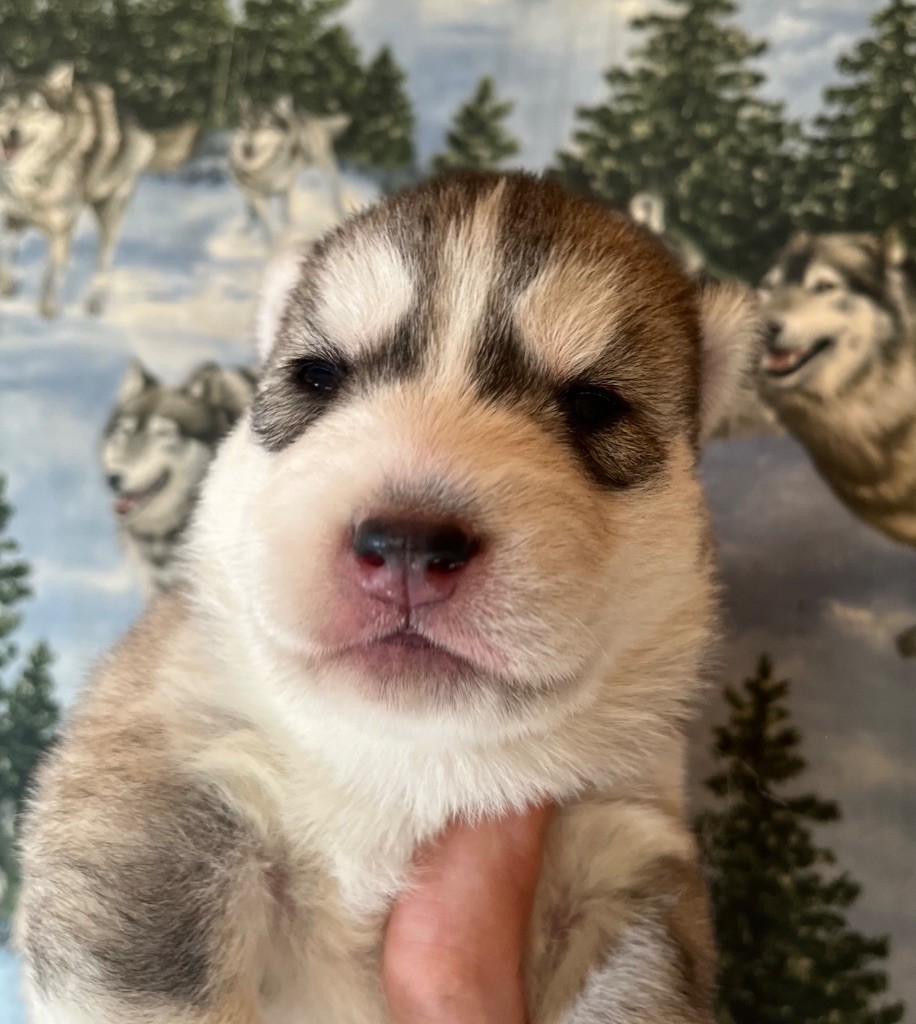 De La Fleur De Lys De La Ternoise - Chiots disponibles - Siberian Husky
