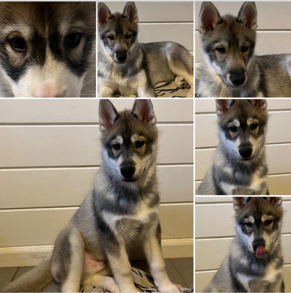 Chiot Siberian Husky De La Fleur De Lys De La Ternoise