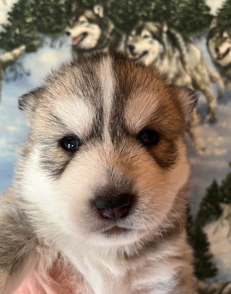 De La Fleur De Lys De La Ternoise - Chiots disponibles - Siberian Husky