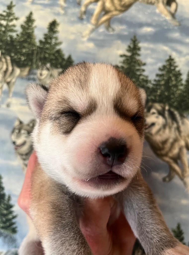 De La Fleur De Lys De La Ternoise - Chiots disponibles - Siberian Husky