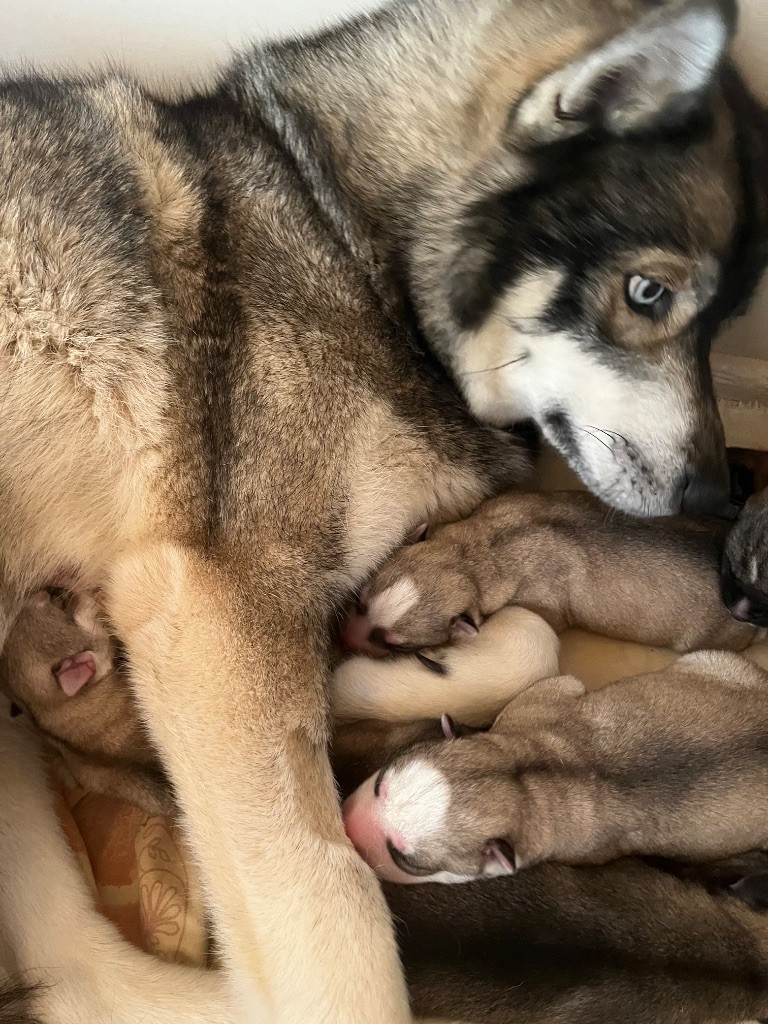 De La Fleur De Lys De La Ternoise - Chiots disponibles - Siberian Husky