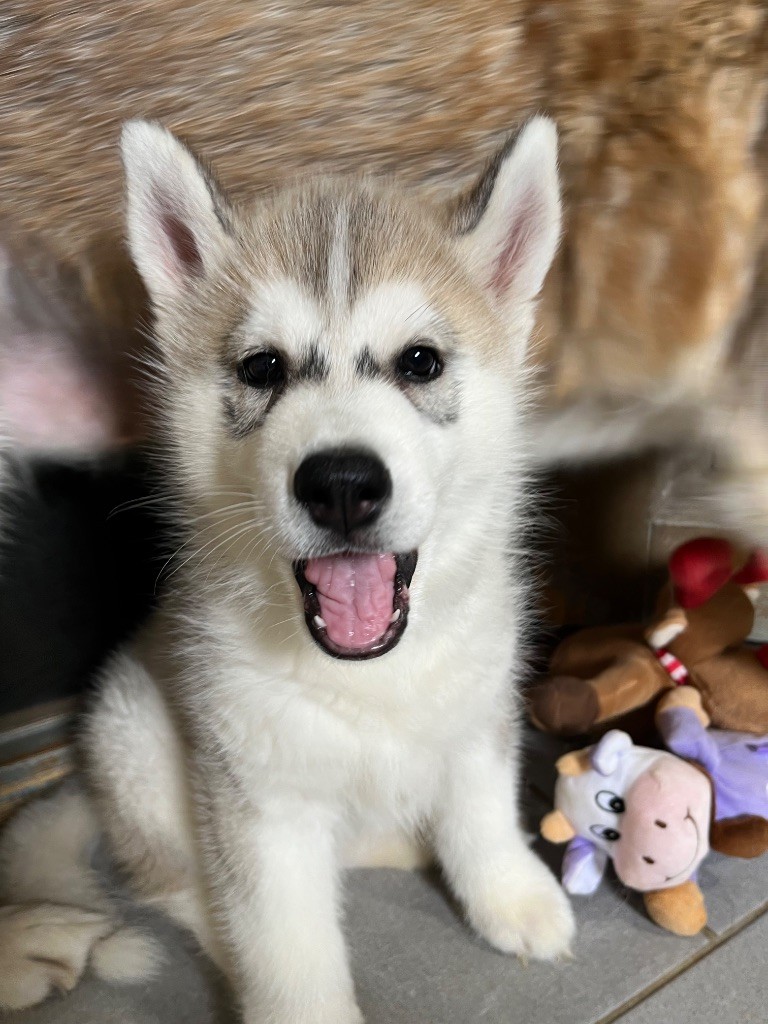 De La Fleur De Lys De La Ternoise - Chiots disponibles - Siberian Husky