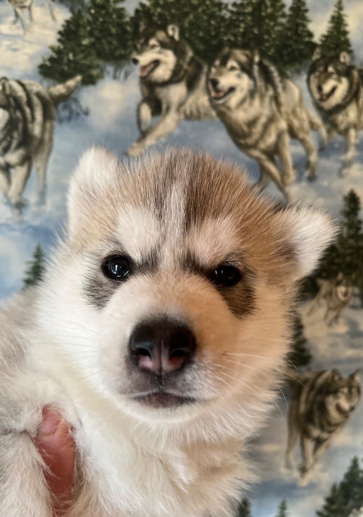 De La Fleur De Lys De La Ternoise - Chiots disponibles - Siberian Husky