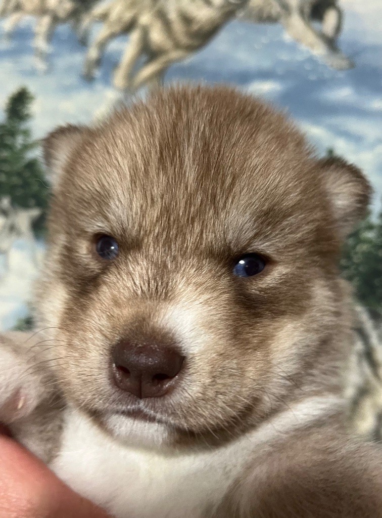 De La Fleur De Lys De La Ternoise - Chiots disponibles - Siberian Husky