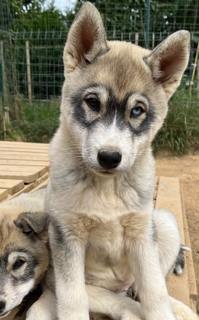 De La Fleur De Lys De La Ternoise - Chiots disponibles - Siberian Husky