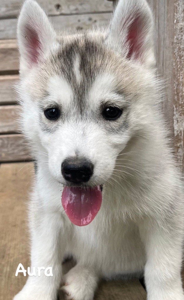 De La Fleur De Lys De La Ternoise - Chiots disponibles - Siberian Husky