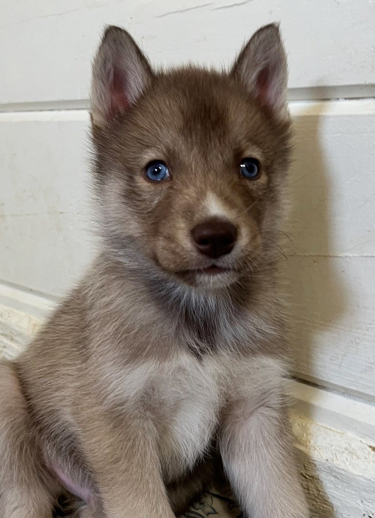 De La Fleur De Lys De La Ternoise - Chiots disponibles - Siberian Husky