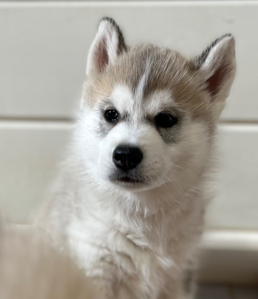 De La Fleur De Lys De La Ternoise - Chiots disponibles - Siberian Husky