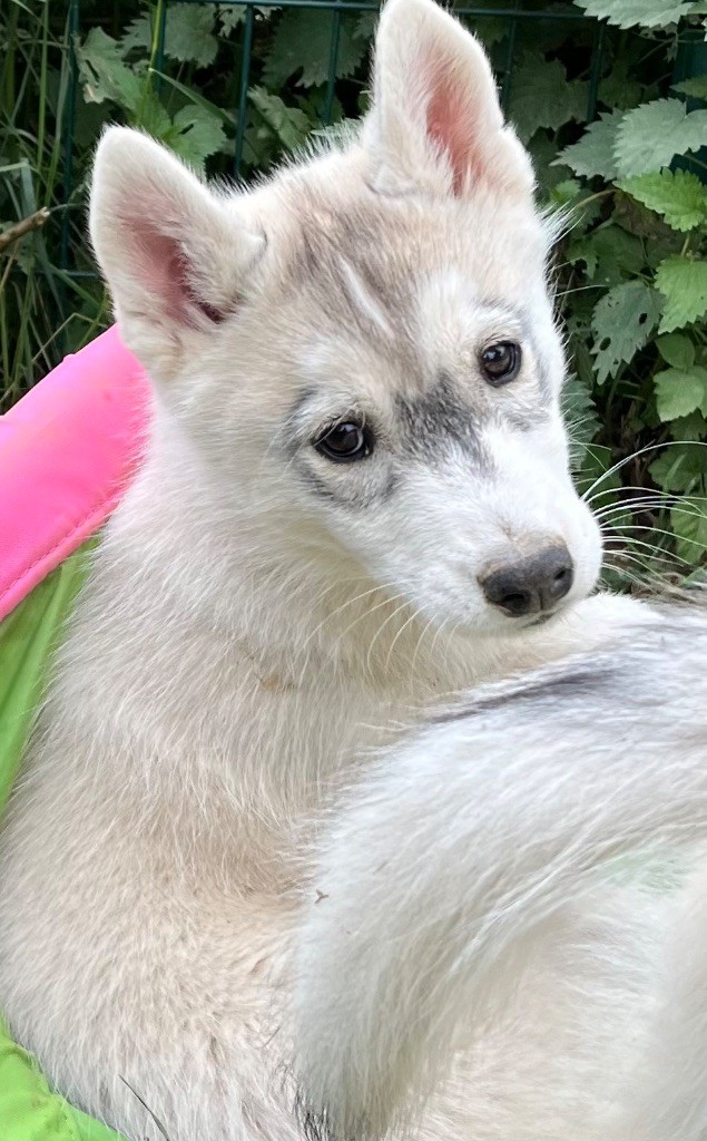 De La Fleur De Lys De La Ternoise - Chiots disponibles - Siberian Husky