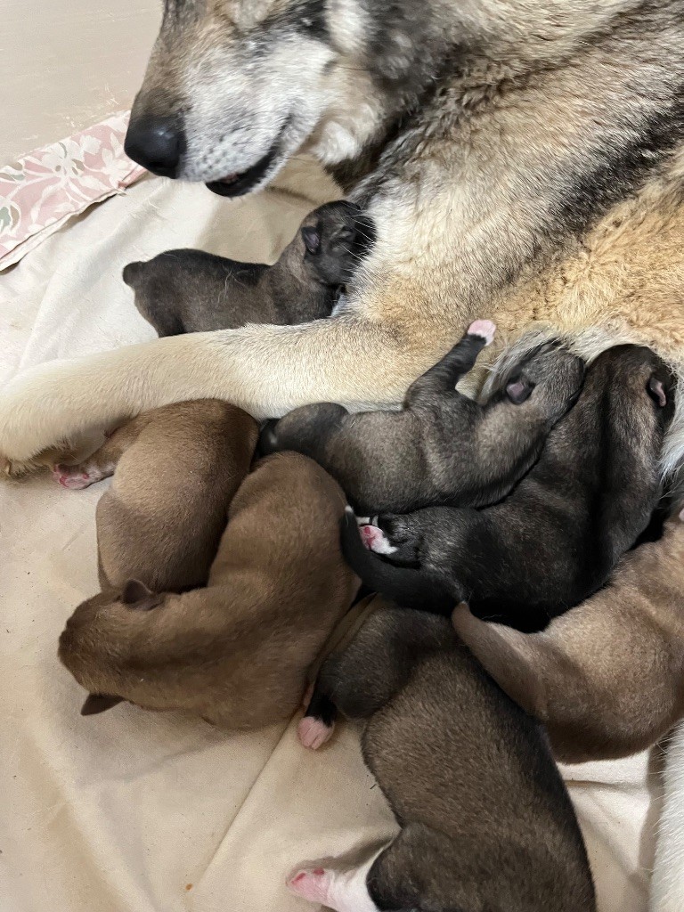 De La Fleur De Lys De La Ternoise - Chiots disponibles - Siberian Husky