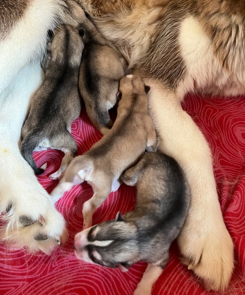 De La Fleur De Lys De La Ternoise - Chiots disponibles - Siberian Husky