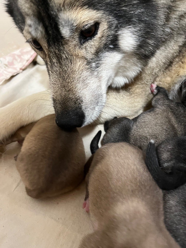 De La Fleur De Lys De La Ternoise - Chiots disponibles - Siberian Husky