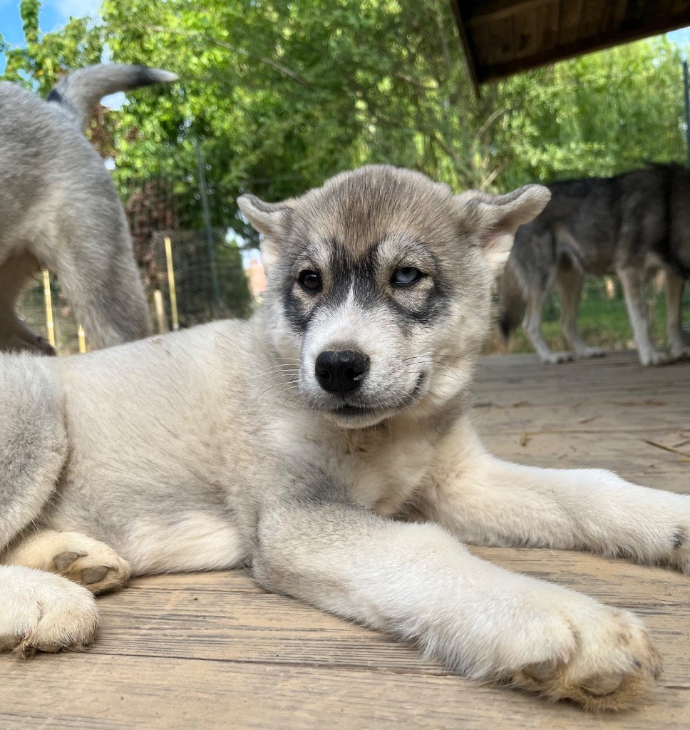 De La Fleur De Lys De La Ternoise - Chiots disponibles - Siberian Husky